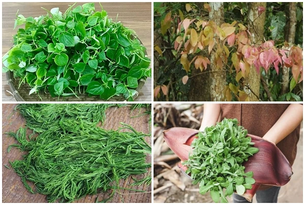 4 loại cây dại trồng bờ rào bỗng có giá “trên trời“