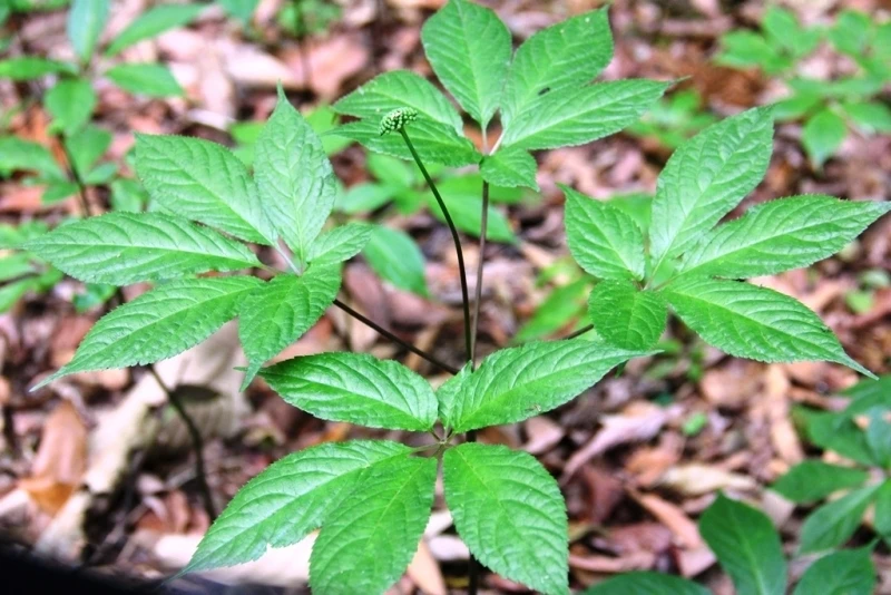 Lá cây chỉ có ở Việt Nam, giá lên tới 150 triệu đồng/kg