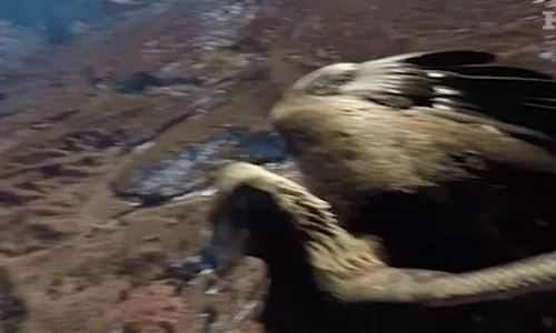 Video: Máy bay không người lái bị đại bàng “hạ” trong chớp mắt