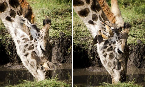 Độc đáo cặp chim quyết chiến ngay cạnh tai hươu cao cổ