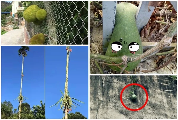 Những kiểu mọc “éo le” của trái cây khiến gia chủ “ngậm ngùi“