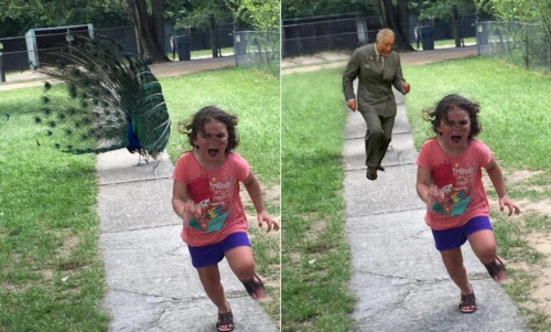 Dân mạng chế ảnh bé gái bỏ chạy vì bị chim công đuổi