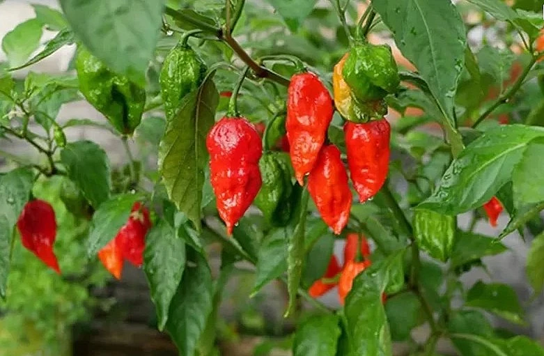 Ớt mọc bờ rào “hóa” đặc sản 300.000 đồng/kg không đủ bán