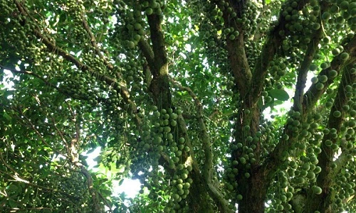 Lạ kỳ cây dâu có quả phủ kín thân, cho bội thu trăm tấn