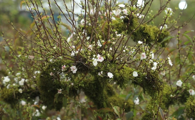 Ngắm nhất chi mai giá chục triệu hút khách chơi Tết