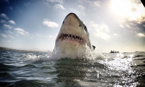 Cận cảnh hàm răng ghê sợ của cá mập khổng lồ