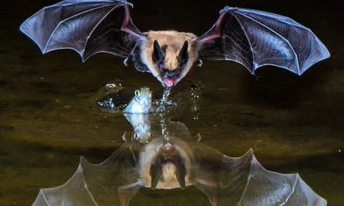Cận cảnh bóng dơi in xuống mặt nước tuyệt đẹp