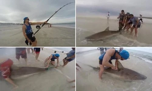 Câu được cá mập nặng 200kg ở Australia