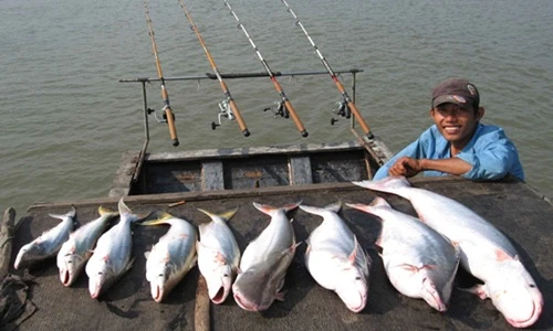 Theo chân người dân miền Tây săn cá bông lau kiếm tiền triệu