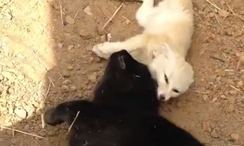 Tình bạn thân thiết kỳ lạ giữa mèo và cáo 