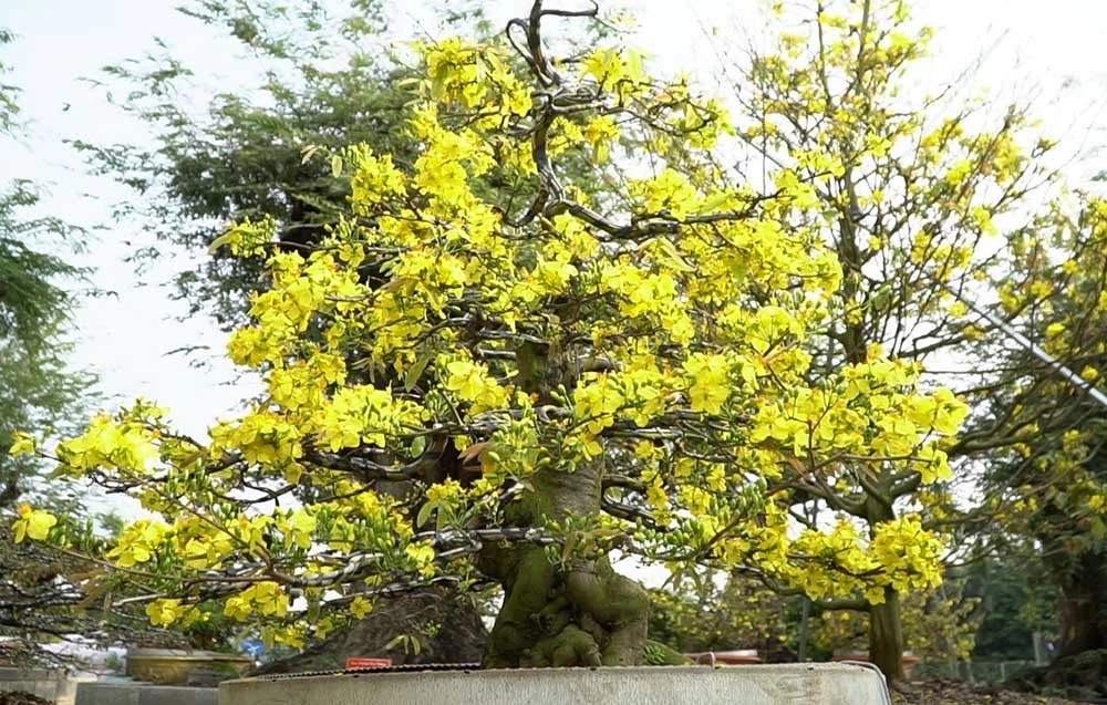 Cận cảnh bộ sưu tập mai vàng ở Đồng Tháp đạt kỷ lục thế giới