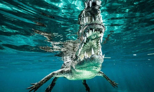 Cận cảnh hàm răng cá sấu khổng lồ ở Cuba