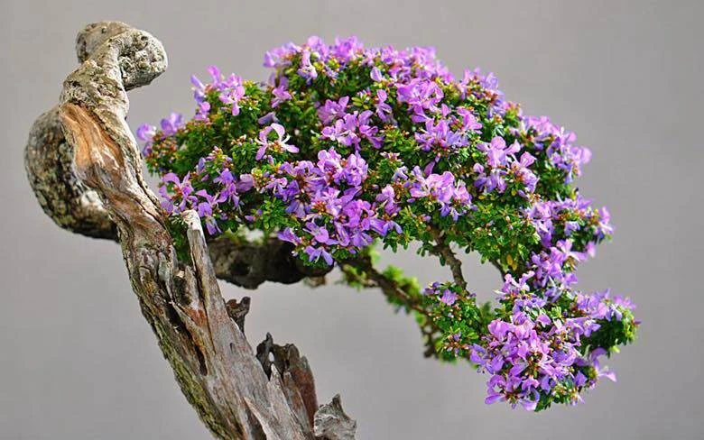 Cây dại hoa thơm nức lên chậu thành bonsai đắt đỏ hút khách