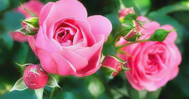 15 ngày tới, 3 con giáp có tài lộc tấn tới, niềm vui phơi phới