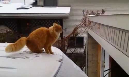 Sặc cười những chú mèo hậu đậu nhất quả đất