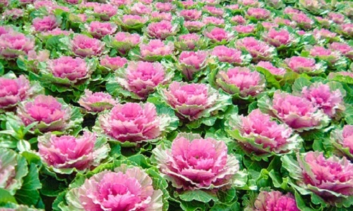 Soái ca trồng cả vườn cải đẹp lạ tặng người yêu dịp 8/3