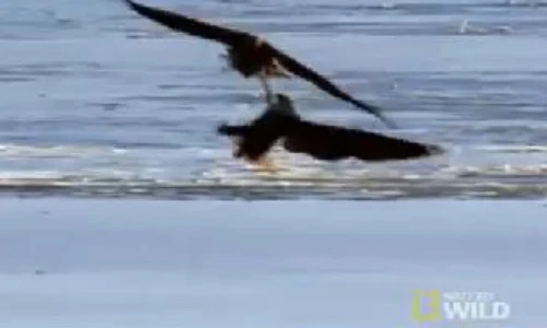 Xem đại bàng truy sát vịt trời ngoạn mục