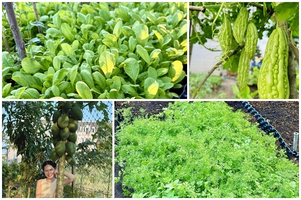Mê mẩn vườn rau “ai ngang qua cũng thích” của Đoàn Di Băng