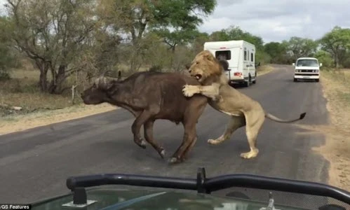 Kịch tính sư tử diệt trâu rừng ngay trước mắt du khách