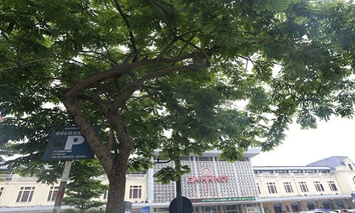 12 cây sưa đỏ sắp di dời để làm Metro đắt đến mức nào?