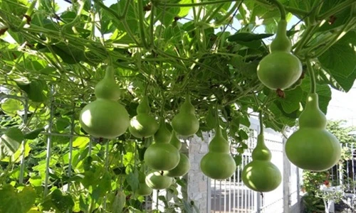 7 loại rau quả leo giàn dễ trồng trong chậu phù hợp với nhà chật