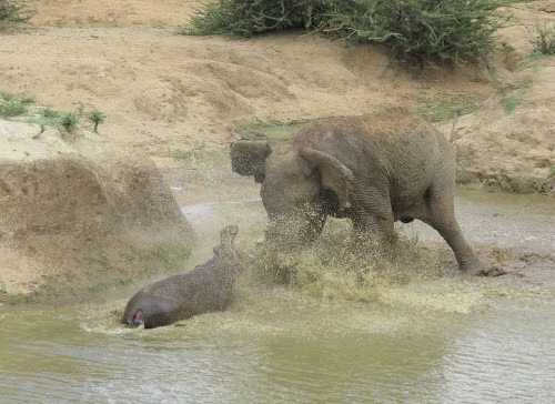 Ảnh động vật: Hà mã quyết chiến với voi rừng để bảo vệ con 