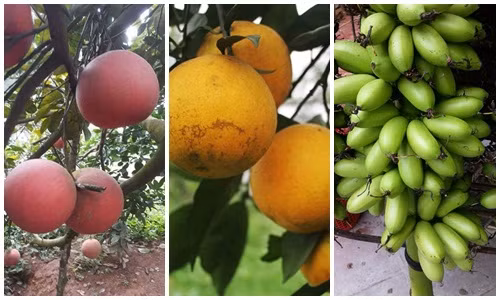 3 loại quả tiến vua luôn “cháy hàng” dịp Tết