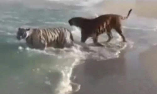 Tròn mắt nhìn hổ dữ nô đùa trên sóng biển ở Dubai