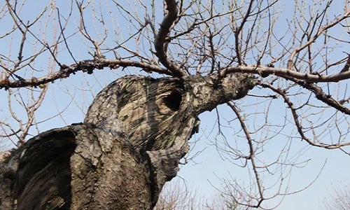 Ngắm cây đào cổ siêu đẹp, giá “trên trời” cũng không bán