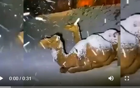 Video: Lạc đà ngơ ngác khi thấy tuyết rơi ở Ả Rập Saudi