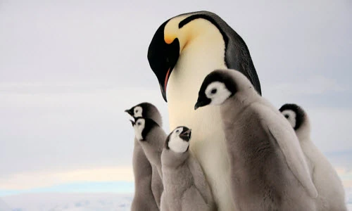 Chết mê với những hình ảnh ngộ nghĩnh về chim cánh cụt