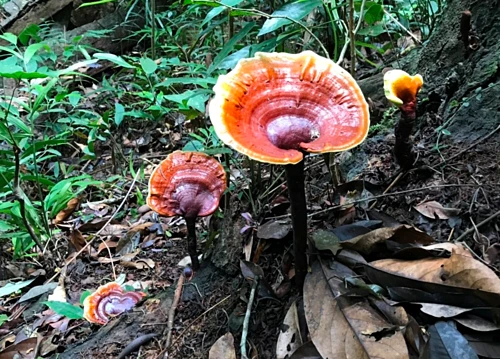 Giới nhà giàu Việt "săn lùng" những loại nấm siêu đắt nào?