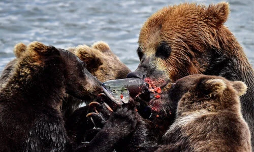 Ảnh động vật tuần: Mẹ con gấu nâu xâu xé cá trên sông