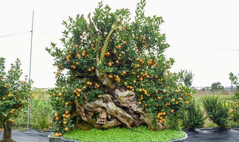 Chiêm ngưỡng quất ghép gỗ lũa trăm triệu phục vụ đại gia chơi Tết