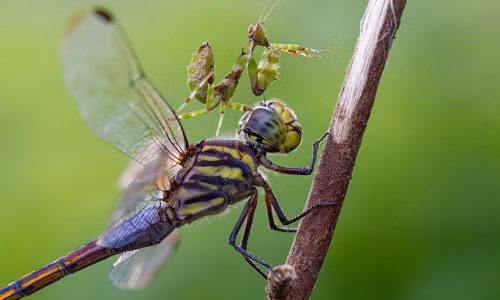 Ảnh động vật tuần: Bọ ngựa cưỡi đầu chuồn chuồn