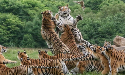 Ảnh động vật: Những con hồ Siberia tranh cướp nhau trong giờ ăn