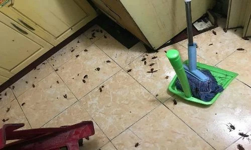 Dân mạng hãi hùng cảnh “gián” chết sau cơn mưa