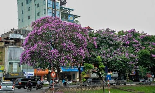 Nao lòng ngắm hoa bằng lăng "nhuộm tím" khắp phố phường Hà Nội 