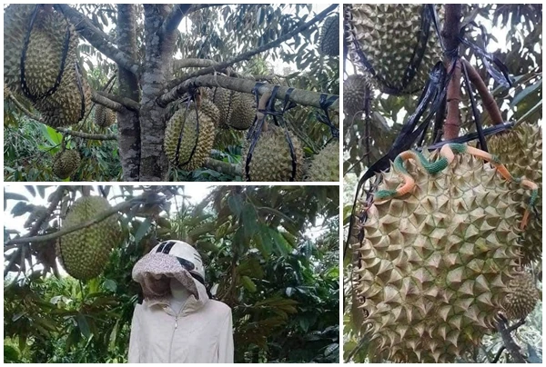1001 cách chống trộm sầu riêng của chủ vườn 