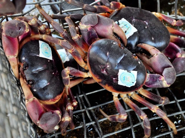 Loài cua lạ thơm mùi thuốc bắc, 2 triệu đồng/kg vẫn “cháy hàng“