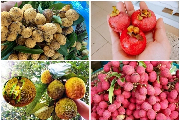 4 loại quả rừng “giá chát” vẫn được lùng mua