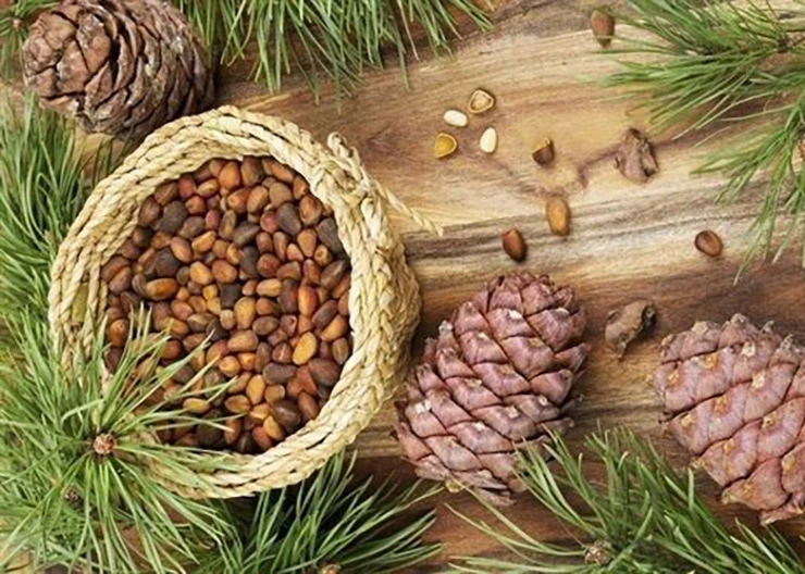 Loại quả dại trước rụng đầy gốc bỗng thành đặc sản giá nửa triệu/kg