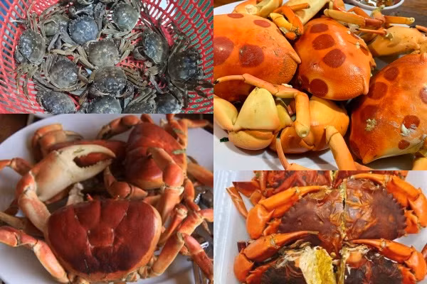 4 loại cua đặc sản, ngon trứ danh Việt Nam đắt cỡ nào?