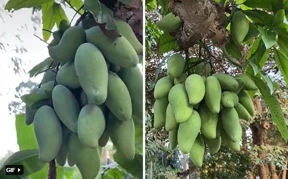 Tròn mắt xem những cây xoài “mắn đẻ” nhất Việt Nam