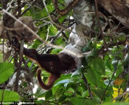 Hãi hùng xem cảnh trăn nuốt chửng khỉ