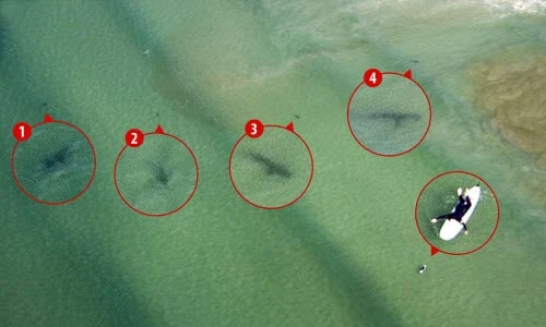 Rợn người cá mập bao vây cô gái lướt ván trên biển