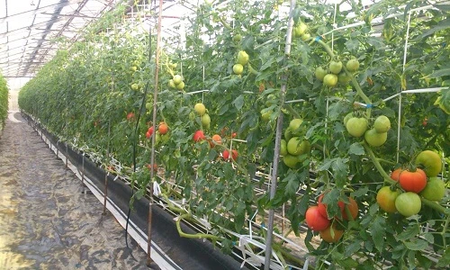 "Lạc trôi" vào vườn cà chua Hoàng gia Nhật Bản đắt đỏ