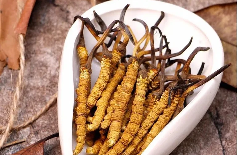 Vì sao “sâu cỏ” khô 2,5 tỷ đồng/kg vẫn cháy hàng?