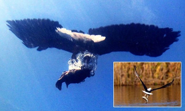 Khoảnh khắc đại bàng châu Phi bắt cá dưới nước