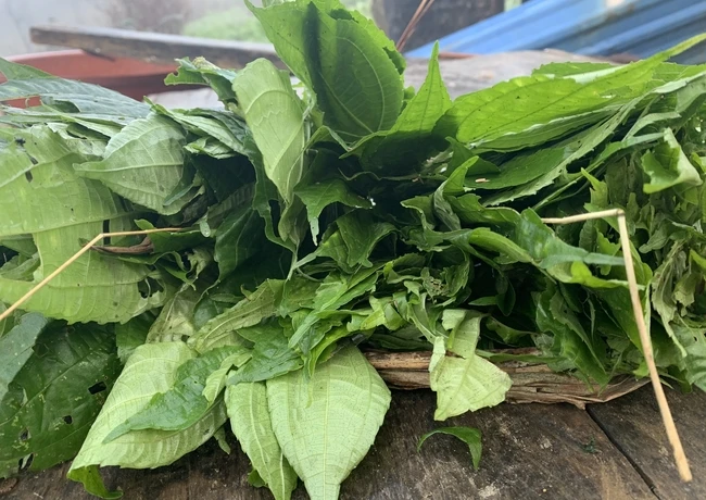 Cây dại ven đường chống đói bỗng hóa đặc sản dân phố thích mê